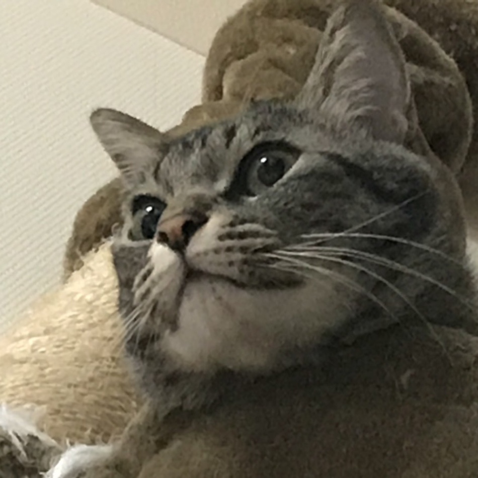 にこちゃんのカバー写真