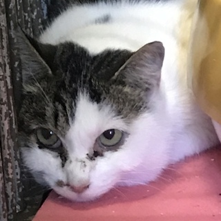 里親様決定！ありがとうございました！