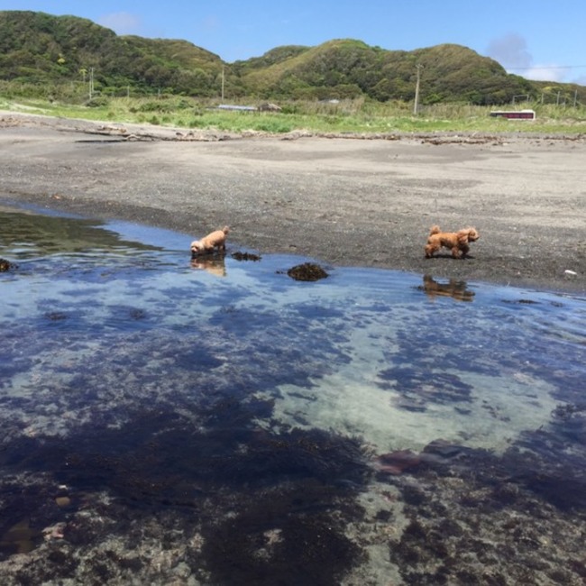 犬猫のシェルター　かすみんちのカバー写真
