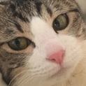 キジシロちゃんの里親募集中