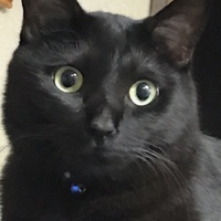 ジジ