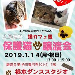 オトナが主役！！猫カフェ風保護猫譲渡会 サムネイル1