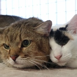 オトナが主役！！猫カフェ風保護猫譲渡会 サムネイル2