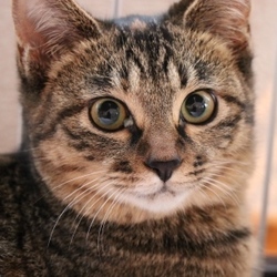 オトナが主役！！猫カフェ風保護猫譲渡会 サムネイル3