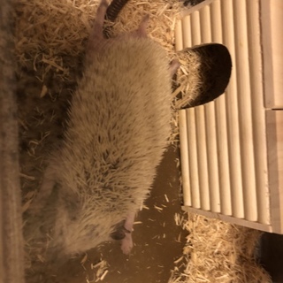 ハリネズミ～生後1年～