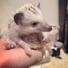 ハリネズミ～生後1年～ サムネイル2