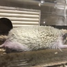 ハリネズミ～生後1年～ サムネイル4