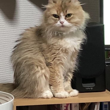 狛猫( *´꒳`* )
