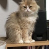 狛猫( *´꒳`* )