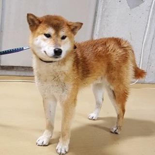【助けて下さい❗️】迷子の柴犬風ワンコです