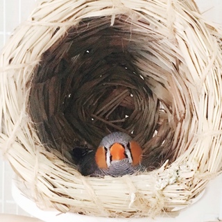 キンカチョウ 5羽