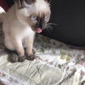人懐っこいシャムネコの子猫