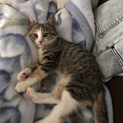 子猫2匹の里親様を探しております／ミナミ♀