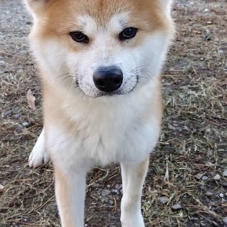 若くて遊びたい盛り！秋田犬のかん太君