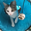 里親様を探しております/ユキちゃん