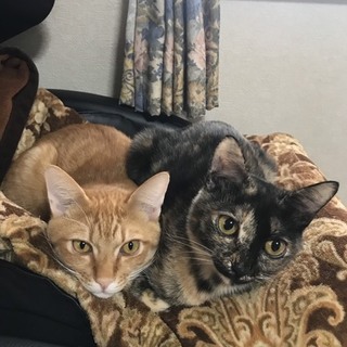 住宅街に置き去りにされた子猫４匹