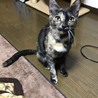 住宅街に置き去りにされた子猫４匹 サムネイル2