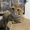 住宅街に置き去りにされた子猫４匹 サムネイル3