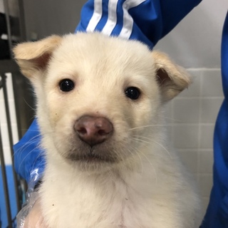 助けて下さい。沢山の子犬がいます。男の子。