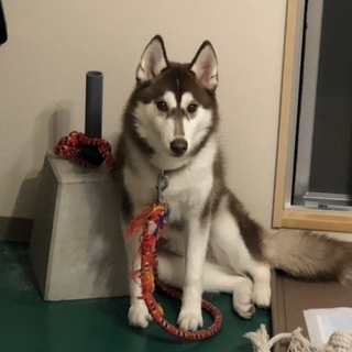 ハスキー里親募集