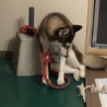 ハスキー里親募集 サムネイル3