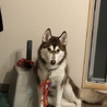 ハスキー里親募集 サムネイル4