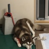 ハスキー里親募集 サムネイル2