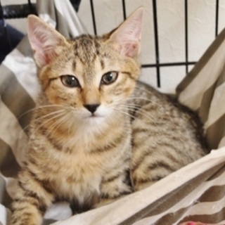 12/23銀座★きつねちゃん★目力強い美人系