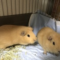 モルモット のメス2匹です！ 