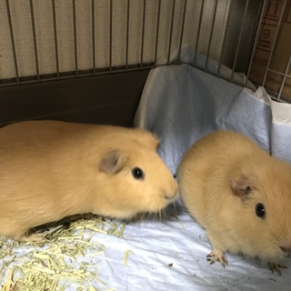 モルモット のメス2匹です！ 