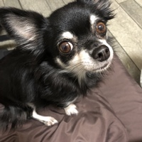 羅々