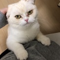 スコティッシュフォールド