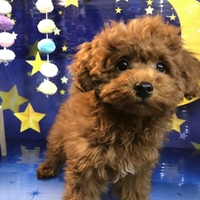 よもぎ