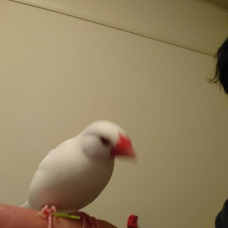 文鳥好きな人限定‼️