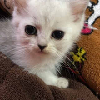 ロシアンとチンチラのミックス 男の子