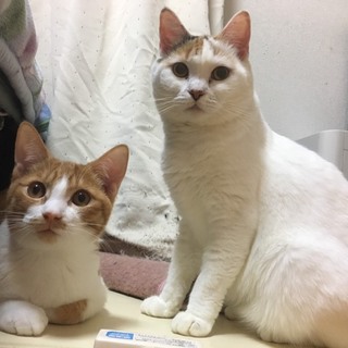 抱っこ大好きちびっこ