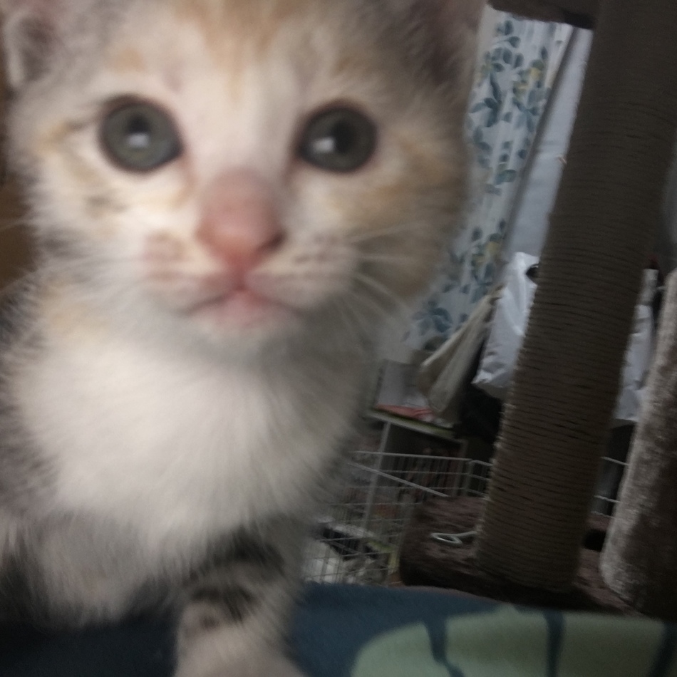 みーちゃんのカバー写真