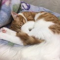 ベタベタ子猫