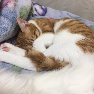 ベタベタ子猫
