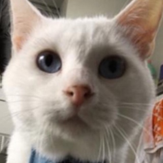 チャンタ、里親さま決定！ありがとうございました❤