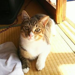 キー、里親さま決定！ありがとうございました♡