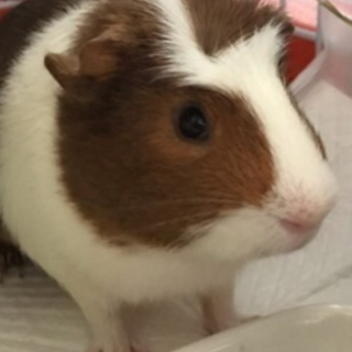 モルモットを可愛がってあげてください！