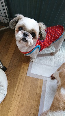 飼い主死亡のシーズー」栃木県 - 犬の里親募集(243426) :: ペットの 