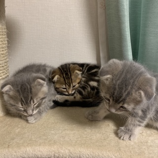 １１月７日生まれの子