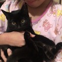 丸顔の可愛い女の子 黒猫のるうちゃん