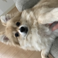 のん