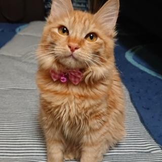 茶トラ女の子6～7ヶ月★人慣れ抜群です。