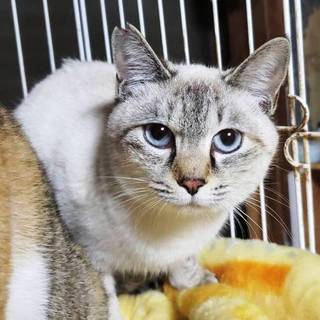 ✽とても大人しい女の子（潤奈ちゃん）