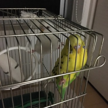 お迎え当初からなぜか開脚して寝たがる2羽