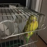 お迎え当初からなぜか開脚して寝たがる2羽